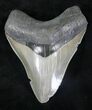 Gorgeous, Serrated Megalodon Tooth - Georgia #20656-1